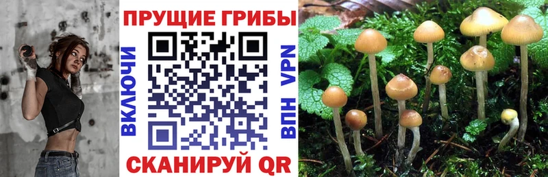 Псилоцибиновые грибы Magic Shrooms  Купить где  Курганинск 